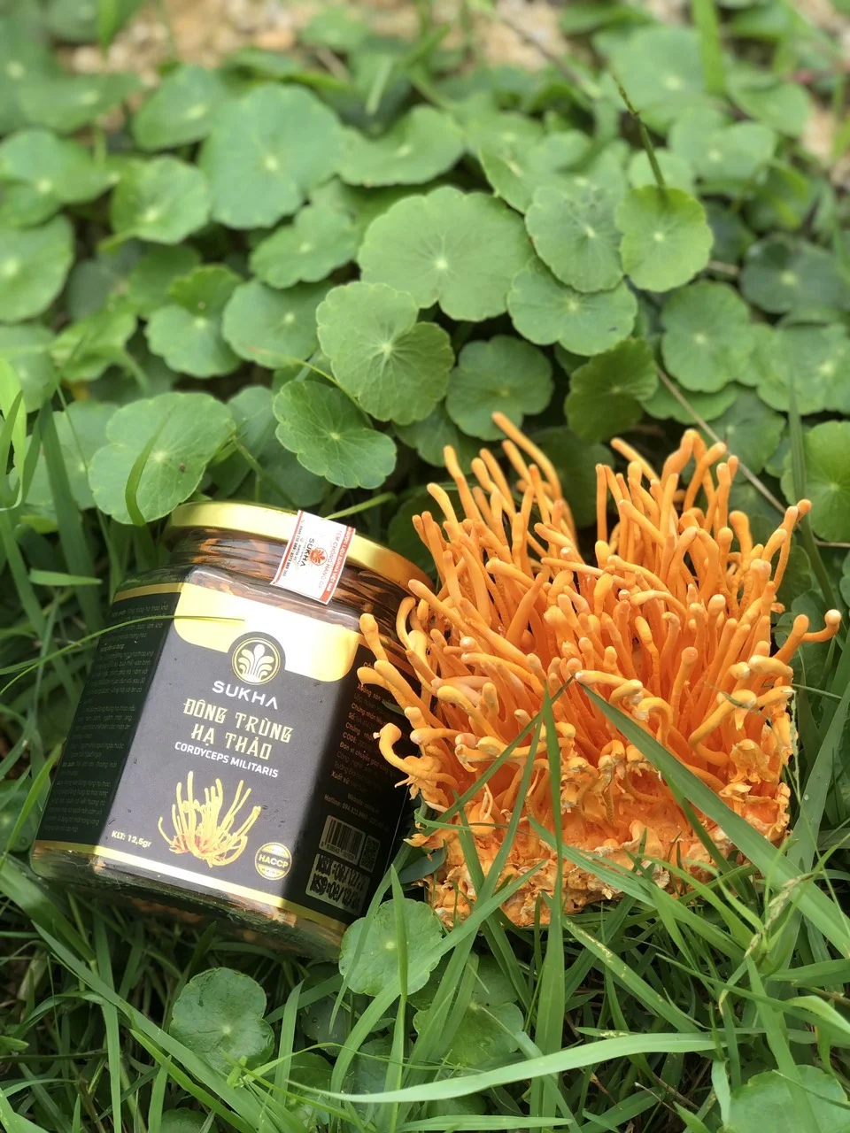 Đông Trùng Hạ Thảo Khô 12,5gr